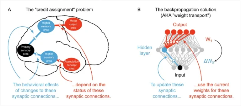 Neural Credit Flow Dynamics